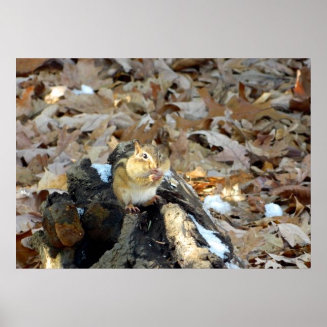 Chipmunk Cheeks Nature Poster (Front)