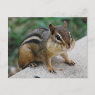 Chipmunk Cheeks Postcard