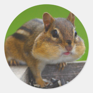 chipmunk classic round sticker
