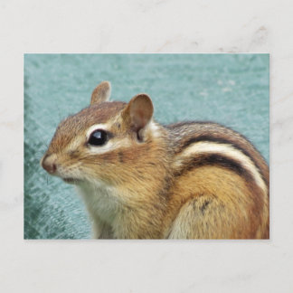 Chipmunk Close Up Postcard