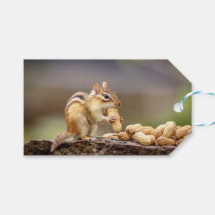 Chipmunk eating a peanut gift tags