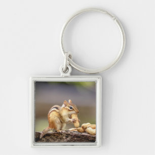 Chipmunk eating a peanut key ring