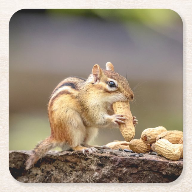 Chipmunk eating a peanut square paper coaster (Front)