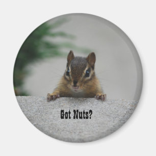 Chipmunk 'Got Nuts?' magnet