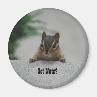 Chipmunk 'Got Nuts?' magnet