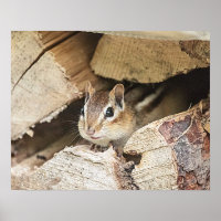 Chipmunk in a wood pile
