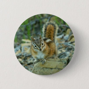 Chipmunk in Glacier National Park 6 Cm Round Badge