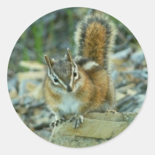 Chipmunk in Glacier National Park Classic Round Sticker