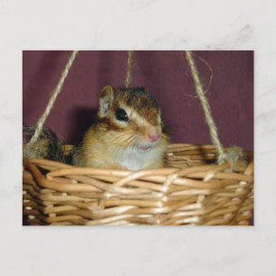 chipmunk in the basket 1 postcard