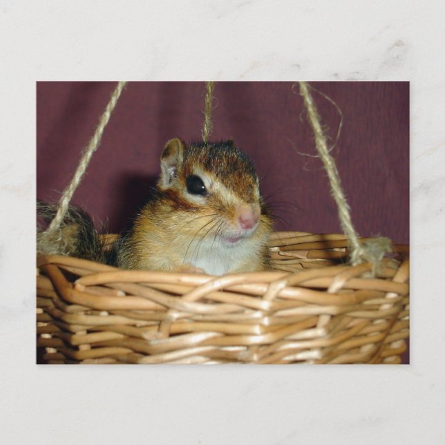 chipmunk in the basket 1 postcard (Front)