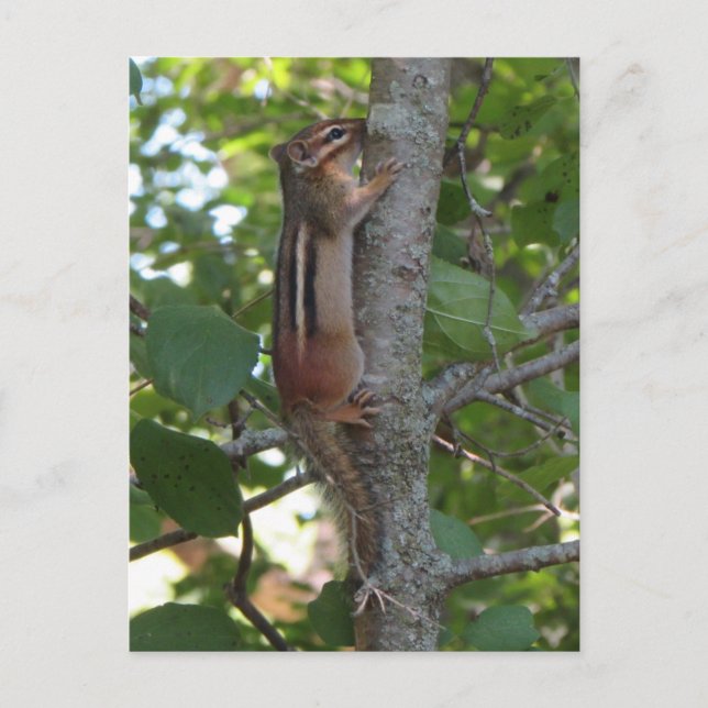 Chipmunk in the Woods Postcard (Front)