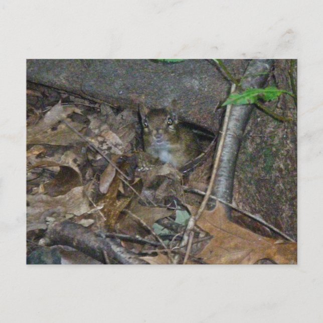 Chipmunk in Woods Coordinating Items Postcard (Front)
