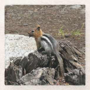 Chipmunk in Yosemite, California Glass Coaster