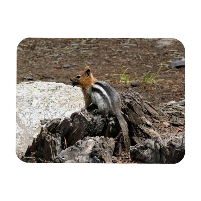 Chipmunk in Yosemite, California Magnet (Horizontal)