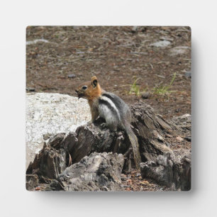Chipmunk in Yosemite, California Plaque