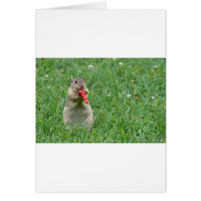 Chipmunk.JPG (Front)