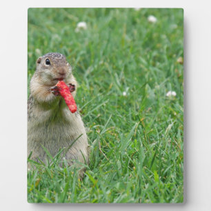 Chipmunk.JPG Plaque