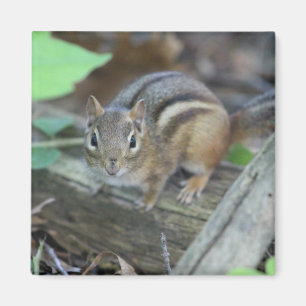 Chipmunk magnet