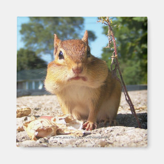 Chipmunk -Magnet Magnet