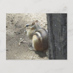 Chipmunk Midland Ontario Postcard