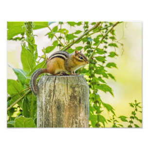 Chipmunk on a Fence Post Photo Print