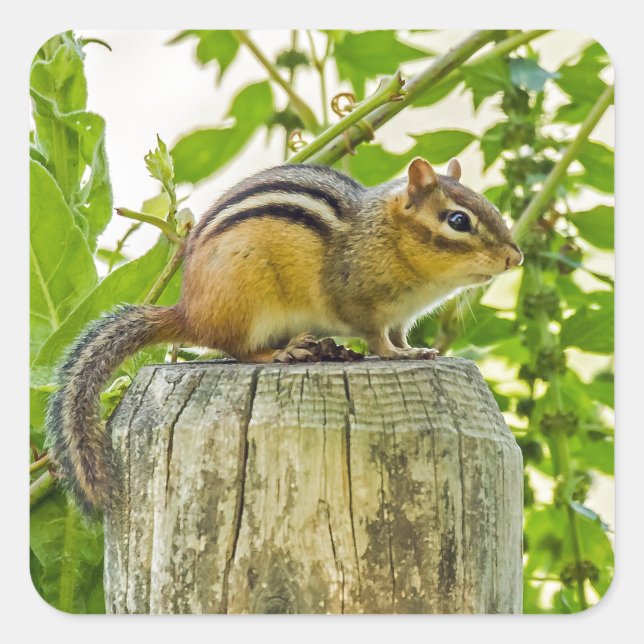 Chipmunk on a Fence Post Square Sticker (Front)