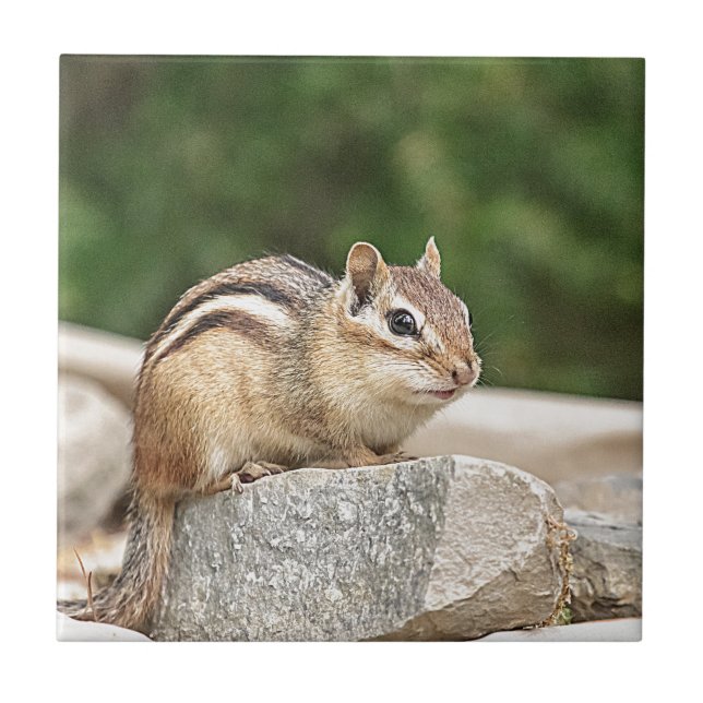 Chipmunk on a rock ceramic tile (Front)