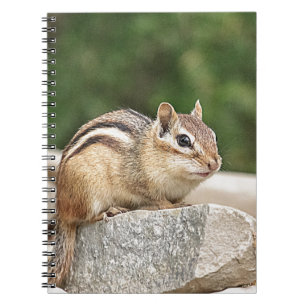 Chipmunk on a rock notebook