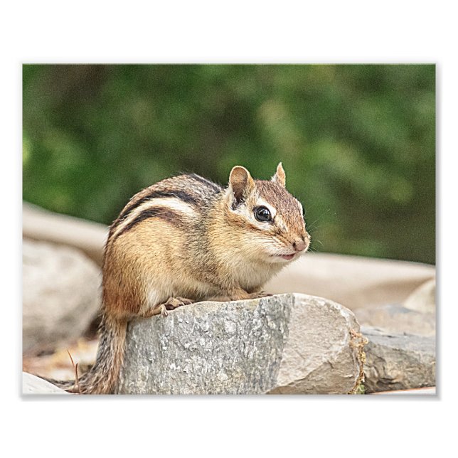 Chipmunk on a rock photo print (Front)