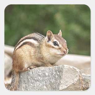 Chipmunk on a rock square sticker