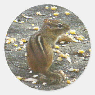 Chipmunk on Rock Items Classic Round Sticker
