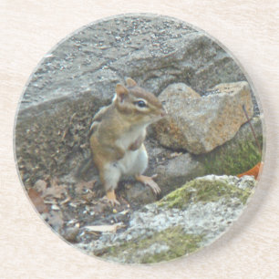 Chipmunk on Rock Items Coaster