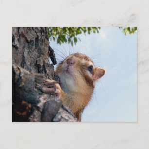 Chipmunk photo (17-3) postcard