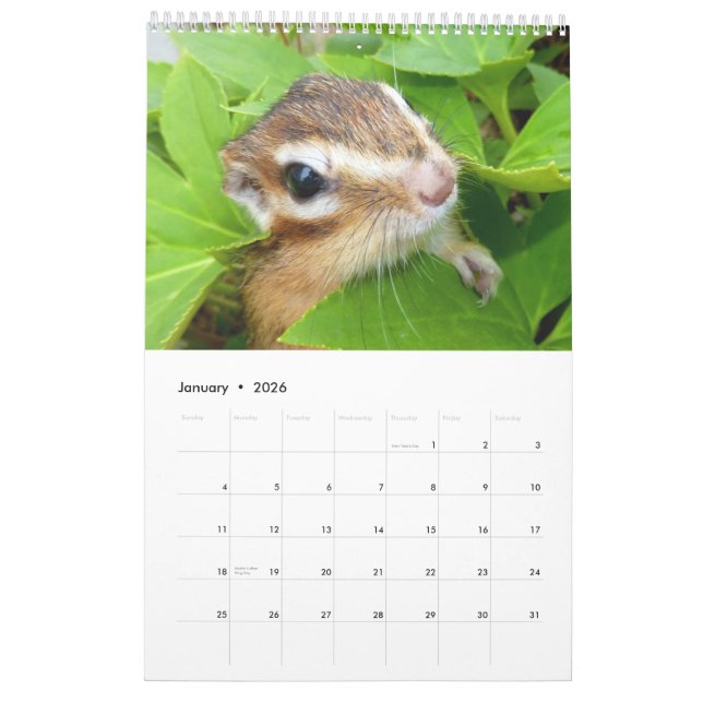 Chipmunk photo　(4) calendar (Jan 2026)