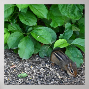 Chipmunk Photo Poster