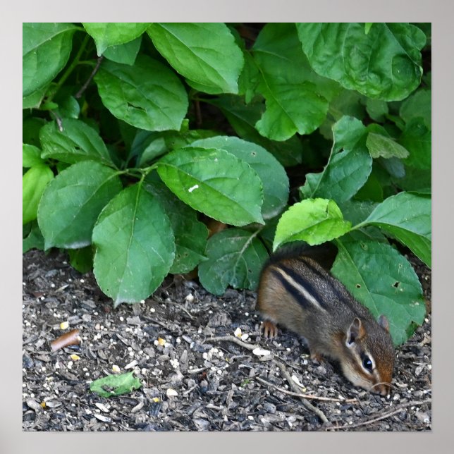 Chipmunk Photo Poster (Front)