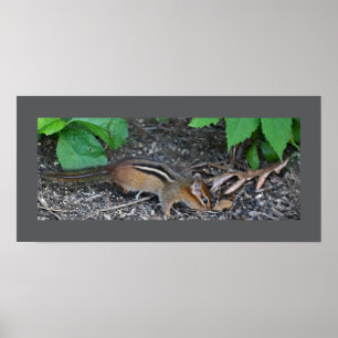Chipmunk Photo Poster