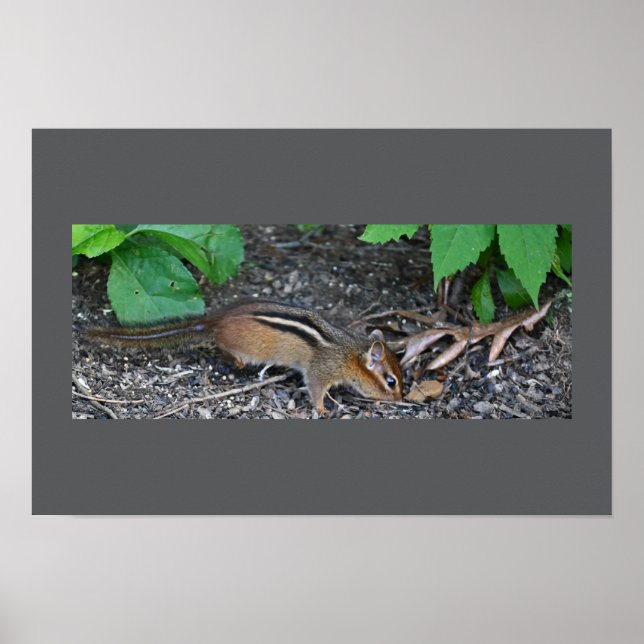 Chipmunk Photo Poster (Front)