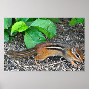 Chipmunk Photo Poster
