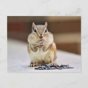 Chipmunk Picture Postcard