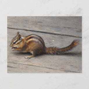 Chipmunk Postcard