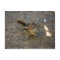 Chipmunk
