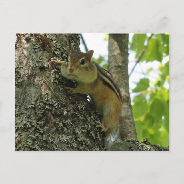 Chipmunk Postcard (Front)