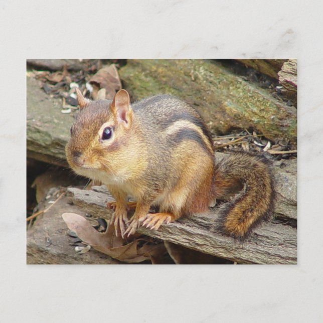 Chipmunk Postcard 2 (Front)