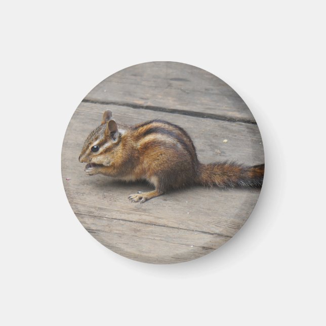 Chipmunk Round Magnet (Front)