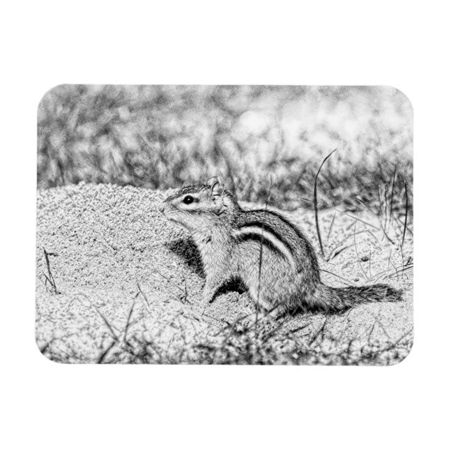 Chipmunk Sketch Magnet (Horizontal)