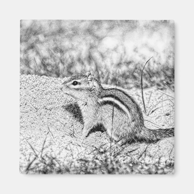 Chipmunk Sketch Magnet (Front)