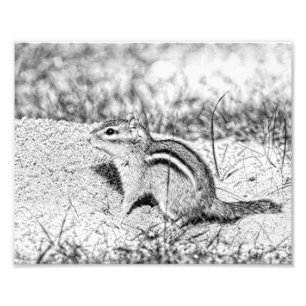 Chipmunk Sketch Photo Print