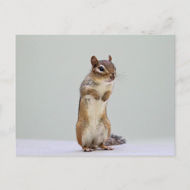 Chipmunk Standing Up Photo Postcard (Front)