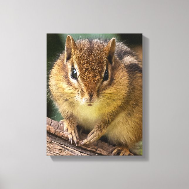 Chipmunk Stare Canvas Print (Front)